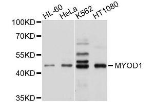 Western blot analysis of extracts of various cell lines, using MYOD1 antibody. (MYOD1 抗体  (AA 150-250))