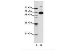 Image no. 3 for anti-Non-POU Domain Containing, Octamer-Binding (NONO) (C-Term) antibody (ABIN202613) (NONO 抗体  (C-Term))