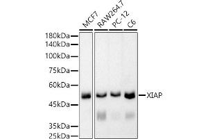 Western blot analysis of extracts of various cell lines, using XIAP antibody (ABIN7271400) at 1:5000 dilution. (XIAP 抗体)