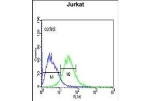 ADFP Antibody (Center) (ABIN651311 and ABIN2840181) flow cytometric analysis of Jurkat cells (right histogram) compared to a negative control cell (left histogram). (ADRP 抗体  (AA 186-214))