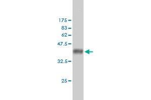 Western Blot detection against Immunogen (36.