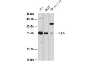 Western blot analysis of extracts of various cell lines, using NQO2 antibody  at 1:3000 dilution. (NQO2 抗体  (AA 1-1))