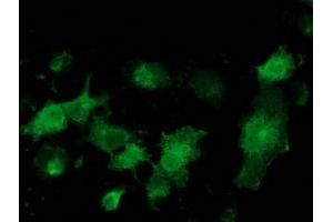 Anti-MGRN1 mouse monoclonal antibody (ABIN2454425) immunofluorescent staining of COS7 cells transiently transfected by pCMV6-ENTRY MGRN1 (RC208284). (Mahogunin RING Finger Protein 1 抗体)