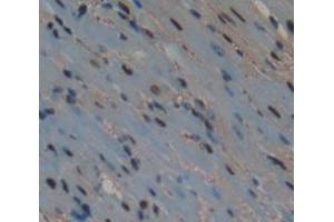 IHC-P analysis of Mouse Tissue, with DAB staining. (ATF3 抗体  (AA 1-181))