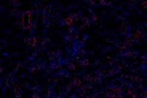 Immunofluorescentanalysis of paraformaldehyde-fixedratkidneyusing,Claudin 10 (ABIN7073514) at dilution of 1:800 (CLDN10 抗体)