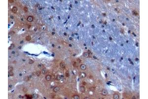 Detection of ANO1 in Mouse Cerebrum Tissue using Polyclonal Antibody to Anoctamin 1 (ANO1) (ANO1 抗体  (AA 20-239))