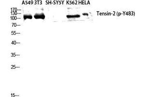 Western Blot (WB) analysis of A549 NIH-3T3 SH-SY5Y K562 HeLa cells using Phospho-Tensin-2 (Y483) Polyclonal Antibody. (TENC1 抗体  (pTyr483))