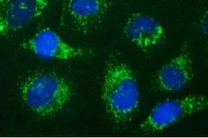 Immunofluorescence (IF) image for anti-Hydroxysteroid (17-Beta) Dehydrogenase 4 (HSD17B4) antibody (ABIN2715564) (HSD17B4 抗体)
