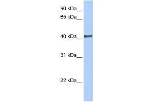 Western Blotting (WB) image for anti-Doublesex and Mab-3 Related Transcription Factor 1 (DMRT1) antibody (ABIN2460120) (DMRT1 抗体)