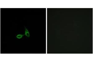 Immunofluorescence analysis of HepG2 cells, using CDH24 Antibody. (Cadherin 24 抗体  (AA 81-130))
