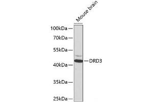 Western blot analysis of extracts of Mouse brain using DRD3 Polyclonal Antibody at dilution of 1:1000. (DRD3 抗体)