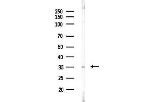 Western blot analysis of lysates from PC12 cells(UV,30 min treatment), using OR2 Antibody at 1/1000 dilution.