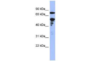 WB Suggested Anti-ZNF549  Antibody Titration: 0.