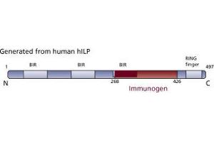 Image no. 3 for anti-X-Linked Inhibitor of Apoptosis (XIAP) (AA 268-426) antibody (ABIN968133) (XIAP 抗体  (AA 268-426))