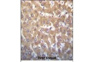 JARID1A Antibody (C-term) (ABIN656192 and ABIN2843346) immunohistochemistry analysis in formalin fixed and paraffin embedded human liver tissue followed by peroxidase conjugation of the secondary antibody and DAB staining. (KDM5A 抗体  (C-Term))