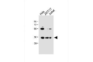 All lanes : Anti-BCKDHB Antibody (N-term) at 1:1000 dilution Lane 1: Hela whole cell lysate Lane 2: 293T/17 whole cell lysate Lane 3: Jurkat whole cell lysate Lysates/proteins at 20 μg per lane. (BCKDHB 抗体  (N-Term))