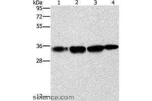 Western blot analysis of Hela cell and human prostate tissue, A172 cell and mouse liver tissue, using NDNL2 Polyclonal Antibody at dilution of 1:1500 (Necdin-Like 2 抗体)