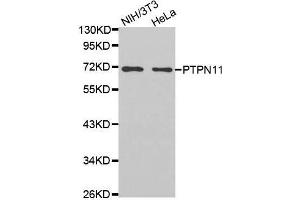 Western blot analysis of extracts of various cell lines, using PTPN11 antibody.