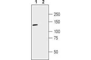 Western blot analysis of human U-87 MG glioma cell line lysate: - 1. (NRP2 抗体  (Extracellular, N-Term))