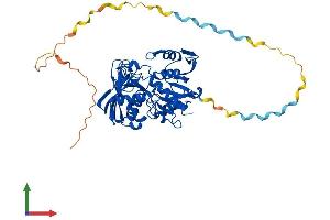 AlphaFold protein structure predicition of Mouse Recombinant Gapdhs Protein, UniprotID Q64467 (GAPDHS Protein (AA 1-440) (His tag))