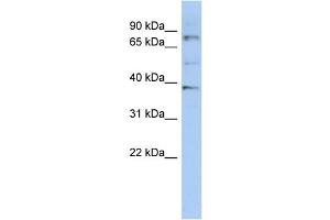 WB Suggested Anti-OAS2 Antibody Titration:  0. (OAS2 抗体  (N-Term))