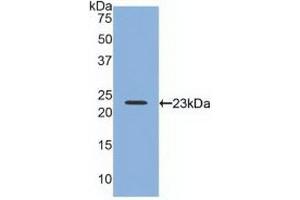 Detection of Recombinant RLN2, Human using Polyclonal Antibody to Relaxin 2 (RLN2) (Relaxin 2 抗体  (AA 1-185))