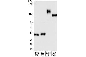 Western Blotting (WB) image for anti-SARS-CoV-2 Spike (SARS-CoV-2 S) (C-Term) antibody (ABIN7795562)