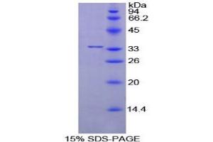 SDS-PAGE analysis of Mouse PPIE Protein.