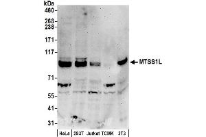 Western Blotting (WB) image for anti-Metastasis Suppressor 1-Like (MTSS1L) (AA 675-725) antibody (ABIN7450468)
