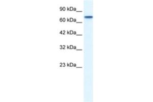 Western Blotting (WB) image for anti-Nuclear Receptor Subfamily 4, Group A, Member 1 (NR4A1) antibody (ABIN2460327) (NR4A1 抗体)