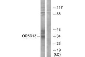 Western blot analysis of extracts from COS7 cells, using OR5D13 Antibody.