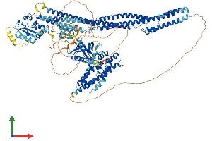 Protein Structure (PS) image for MCF.2 Cell Line Derived Transforming Sequence-Like (MCF2L) (AA 1-1149) protein (His tag) (ABIN7563975)