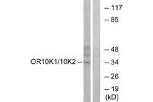 Western blot analysis of extracts from HepG2 cells, using OR10K1/10K2 Antibody. (OR10K1/K2 抗体  (AA 56-105))