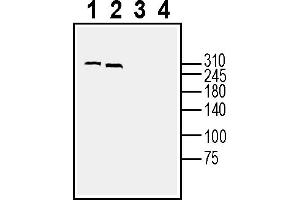 anti-Down Syndrome Cell Adhesion Molecule (DSCAM) (AA 361-377), (Extracellular) antibody