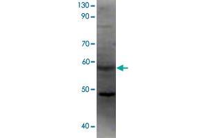 Western blot analysis of recombinant F2rl2 protein using F2rl2 polyclonal antibody . (F2RL2 抗体  (AA 31-355))