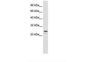 Image no. 2 for anti-Ring Finger Protein 2 (RNF2) (AA 228-277) antibody (ABIN202134)
