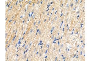 anti-Solute Carrier Family 39 (Zinc Transporter), Member 7 (SLC39A7) (pSer275), (pSer276) antibody