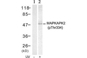 Western blot analysis of extracts from Hela cells untreated(lane 1) or treated with UV(lane 2) using MAPKAPK-2(Phospho-Thr334) Antibody. (MAPKAP Kinase 2 抗体  (pThr334))