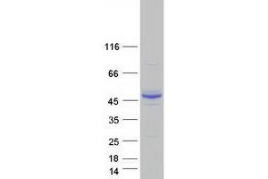Western Blotting (WB) image for Asparagine-Linked Glycosylation 2, alpha-1,3-Mannosyltransferase Homolog (ALG2) (Transcript Variant 1) protein (Myc-DYKDDDDK Tag) (ABIN2714566)