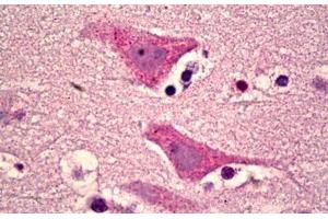 Anti-GPR151 antibody IHC staining of human brain, cortex neurons. (GPR151 抗体  (AA 276-325))