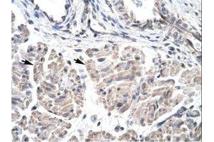 Image no. 1 for anti-Homeobox D3 (HOXD3) (AA 80-129) antibody (ABIN6735792) (HOXD3 抗体  (AA 80-129))