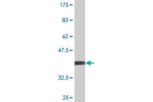 Western Blot detection against Immunogen (36. (STK16 抗体  (AA 1-100))