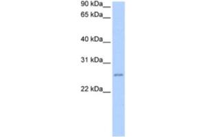 Western Blotting (WB) image for anti-Chromosome 8 Open Reading Frame 84 (C8orf84) antibody (ABIN2463542) (RPESP 抗体)