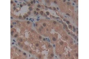 Immunohistochemistry (IHC) image for anti-Heat Shock 70kDa Protein 2 (HSPA2) (AA 529-615) antibody (ABIN1078115)