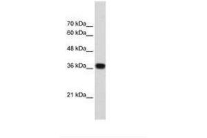 Image no. 1 for anti-PC4 and SFRS1 Interacting Protein 1 (PSIP1) (AA 85-134) antibody (ABIN203293) (PSIP1 抗体  (AA 85-134))