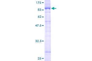 SHoc2/Sur8 Protein (AA 1-582) (GST tag)