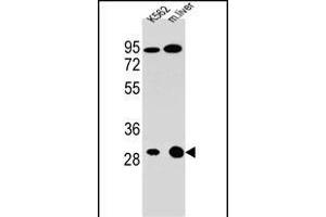 ETFA Antibody (C-term) (ABIN655079 and ABIN2844711) western blot analysis in K562 cell line and mouse liver tissue lysates (35 μg/lane). (ETFA 抗体  (C-Term))