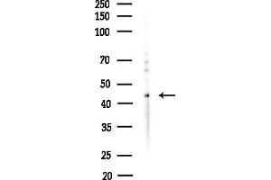 Western blot analysis of lysates from Hela cells(heat-shock,45 min treatment), using SEP Antibody at 1/1000 dilution.
