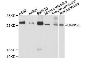 Western blot analysis of extracts of various cell lines, using C6orf25 antibody (ABIN4903093) at 1:1000 dilution. (C6orf25 抗体)