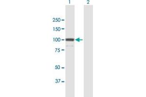 Western Blot analysis of KIF23 expression in transfected 293T cell line by KIF23 MaxPab polyclonal antibody. (KIF23 抗体  (AA 1-856))